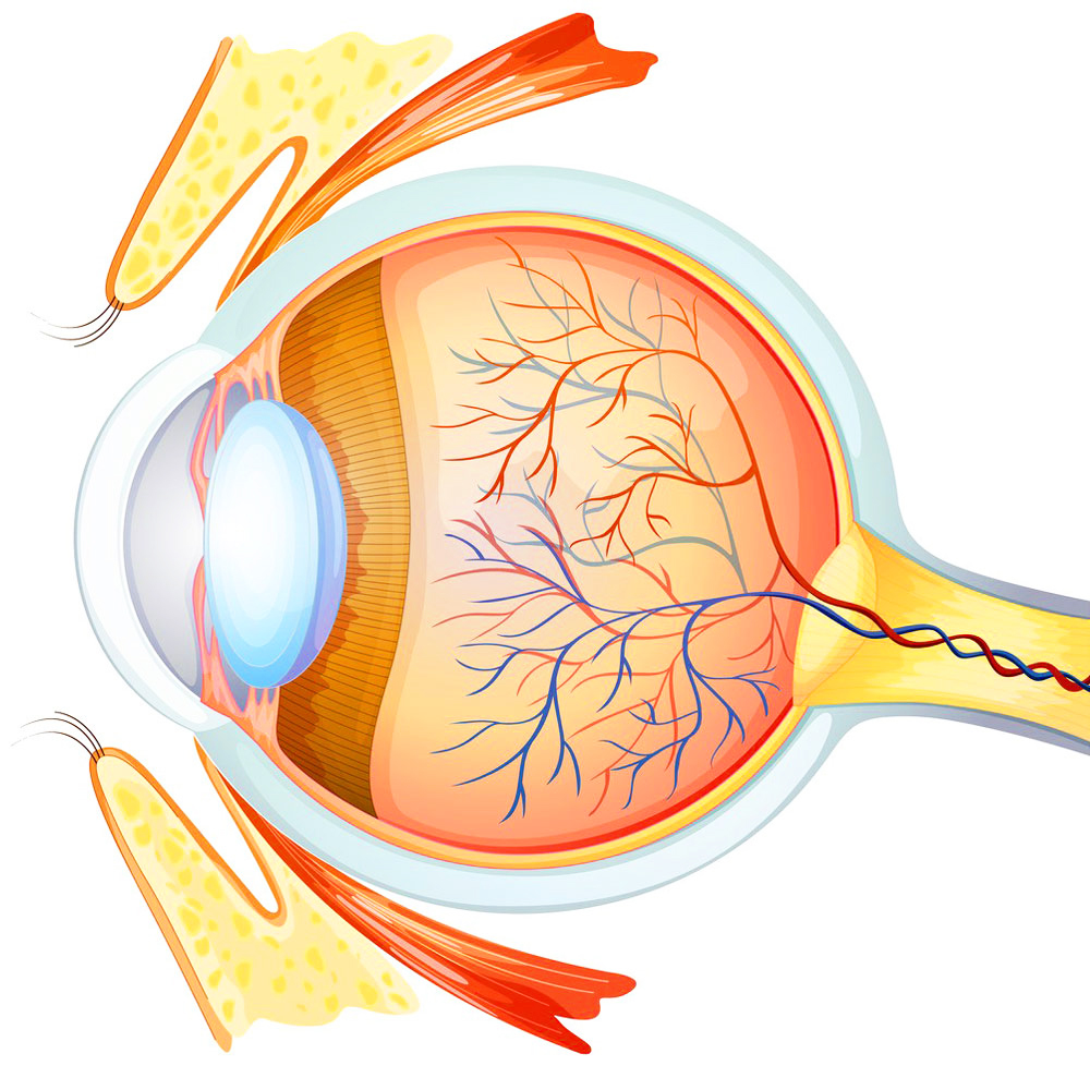 Как выглядит офтальмологическая картина головки глазного нерва