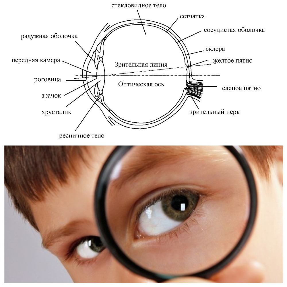 Глаз, как орган зрения - строение и особенности
