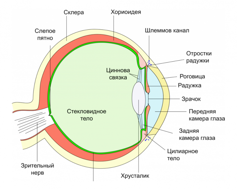 Строение глаза рисунок с обозначениями 8 класс